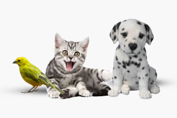 Pets